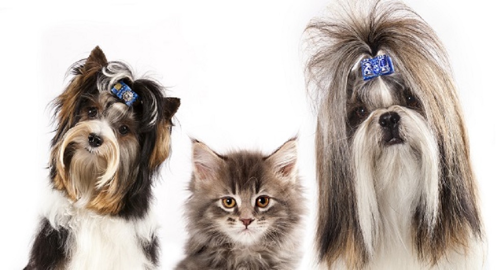 grooming beauty